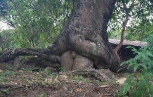 В инстаграмме набирает популярность хештег "Woodporn"