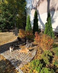 А вот так купаться слабо?;) А сегодня купались и даже не один человек. Правда днём был воздух до 15 градусов и лёгкий ветер. Ну а котики всегда украсят пейзаж, особенно осенний.:)