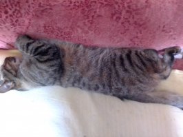 20 животных, которые решили вздремнуть и повеселили всех вокруг