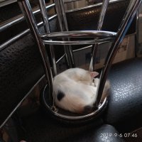 Ненароком разбудила их чёрное котское величество