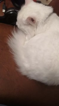 А это мой меломан.
Любит спать возле наушников.