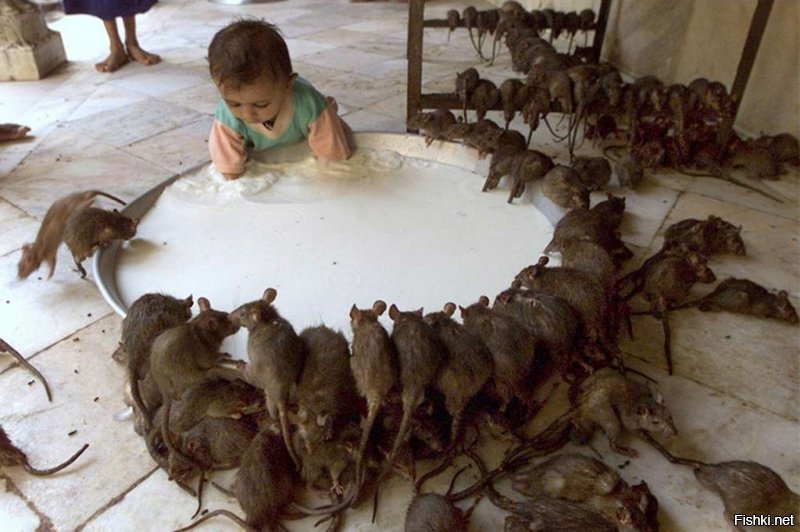 Зато крыс в Индии капец любят.
