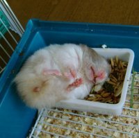 Еду охраняет. Либо сил не было вылезти.