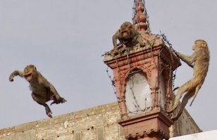 Чего уж только собаки? Там и коровы бродячие, макаки бродячие и даже люди бродячие...