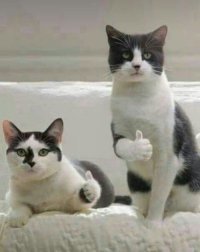 Коты везде: самая мозговыносящая кошачья подборка