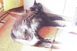 Это мой. Увы, уже бывший Сам по себе и с батей:)