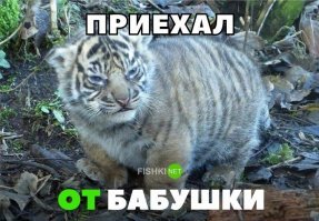 15 снимков животных до и после того, как они превратились из котлеток в атлетов