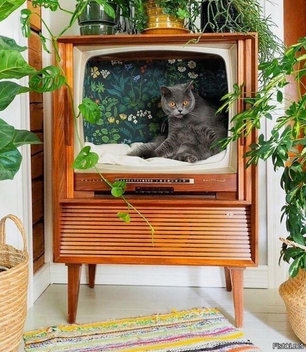 Шикарная идея. Пошли искать старый телевизор - нашим шерстяным жопам всенепременно понравится :)