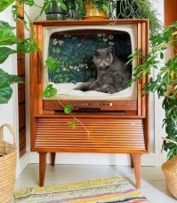 Шикарная идея. Пошли искать старый телевизор - нашим шерстяным жопам всенепременно понравится :)