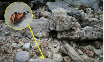 видишь снайпера?  ...а он - есть!