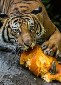 15 снимков животных до и после того, как они превратились из котлеток в атлетов