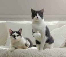 Под шашлычок