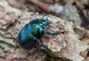 Этот экземпляр ей подошел бы больше