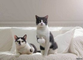 Под шашлычок