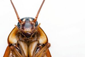 А вот эти суслики ?? Вы их не видите, а они - есть !!