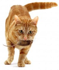 Под шашлычок