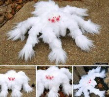 Капризы природы: животные-альбиносы