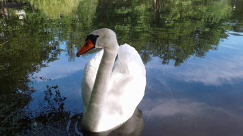 Лебеди безусловно не птички колибри, хотя и те тоже весьма не просты. В силу своих размеров они могут сопротивляться и защищаться от довольно крупных врагов. А кто не будет? Однако если их не обижать и не лезть дебильно, то они очень дружелюбны и даже ласковы. К сожалению нет фото, где они давали себя гладить и даже обниматься. Относительно собачки. Хозяйка дура сама и так воспитала собаку. Вот я со своей собакой вполне мирно общались с нашим лебедем из городского парка.
 Однако самый страшный, подлый и кошмарный зверь, вне всякого сомнения человек. Вот на днях обнаружена семья лебедей (двое взрослых и несколько их подрощенных детей) расстрелянными и брошенными. Это... нет слов даже как описать это.