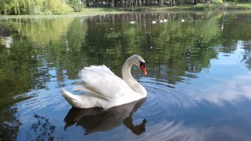 Только два фото с двух озёр. Живут так стаями десятками лет! и не пишите фигню!