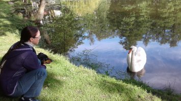 Лебеди безусловно не птички колибри, хотя и те тоже весьма не просты. В силу своих размеров они могут сопротивляться и защищаться от довольно крупных врагов. А кто не будет? Однако если их не обижать и не лезть дебильно, то они очень дружелюбны и даже ласковы. К сожалению нет фото, где они давали себя гладить и даже обниматься. Относительно собачки. Хозяйка дура сама и так воспитала собаку. Вот я со своей собакой вполне мирно общались с нашим лебедем из городского парка.
 Однако самый страшный, подлый и кошмарный зверь, вне всякого сомнения человек. Вот на днях обнаружена семья лебедей (двое взрослых и несколько их подрощенных детей) расстрелянными и брошенными. Это... нет слов даже как описать это.