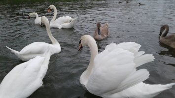 У нас в городском парке на озере куча уток и лебедь. Плавают вместе не первый год. В областном центре на большом Верхнем озере уток ещё больше и целая стая лебедей. Отлично сосуществуют соседями. Это самые первые примеры, что пришли в голову, а есть и другие. Всё зависит от условий жизни.