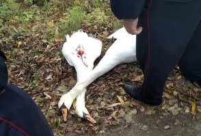 Лебеди безусловно не птички колибри, хотя и те тоже весьма не просты. В силу своих размеров они могут сопротивляться и защищаться от довольно крупных врагов. А кто не будет? Однако если их не обижать и не лезть дебильно, то они очень дружелюбны и даже ласковы. К сожалению нет фото, где они давали себя гладить и даже обниматься. Относительно собачки. Хозяйка дура сама и так воспитала собаку. Вот я со своей собакой вполне мирно общались с нашим лебедем из городского парка.
 Однако самый страшный, подлый и кошмарный зверь, вне всякого сомнения человек. Вот на днях обнаружена семья лебедей (двое взрослых и несколько их подрощенных детей) расстрелянными и брошенными. Это... нет слов даже как описать это.