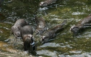 Фотограф прикрепил камеру к машинке с ДУ и снимает смешную реакцию диких зверей