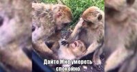 Прикольные и смешные картинки