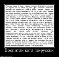 15 фактов о кошках, которые заставляют полюбить их еще сильнее