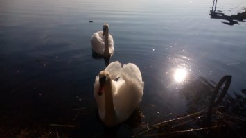 Нормальные они, если ты нормально с ними  ведёшь себя. Я как-то с друзьями домик снимал, отдыхали - рыбачили. Вечером выпили и спать пошли. Я с утра пошёл опохмелится, ибо сушило, спать не  хотелось уже, и на берегу водоёма встретил пару диких лебедей. Они подплыли посмотреть на меня по ближе, я за хлебом домой сходил и вернулся, и даже покормил одного из них с руки.. он сначала шипел на меня, как предупреждая о том что если что, то он ущипнёт. Но поняв, что я не представляю угрозы, а скорее наоборот - являюсь ценным источником еды, начали робко брать у меня хлеб и руки. Думаю,е сли бы я сразу схватил телефон и начал бегать за ними в надежде сфотографироваться-  они бы тупо уплыли, или начали бы на меня нападать, как на шизика который беспардонно вторгся в их ареал обитания.