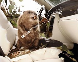 Немного не так... мужики вышли так же сфоткаться на дороге с бобром, а он одного вырубил с ноги, второго запугал, сам сел в машину и скрылся в неизвестном направлении