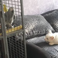 Наш кот держится на расстоянии от попугая (у нас жако), даже когда птиц в клетке. А если во время прогулки попугай пролетит над котом, тот тут же маскируется под белый коврик