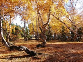 Казахстан. Бурабай (курорт Боровое). Танцующие березы. Сказки есть, но их и озвучивают, что сказки. Всем четко говорят - были морозы.