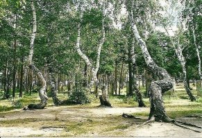 Казахстан. Бурабай (курорт Боровое). Танцующие березы. Сказки есть, но их и озвучивают, что сказки. Всем четко говорят - были морозы.