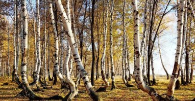Казахстан. Бурабай (курорт Боровое). Танцующие березы. Сказки есть, но их и озвучивают, что сказки. Всем четко говорят - были морозы.