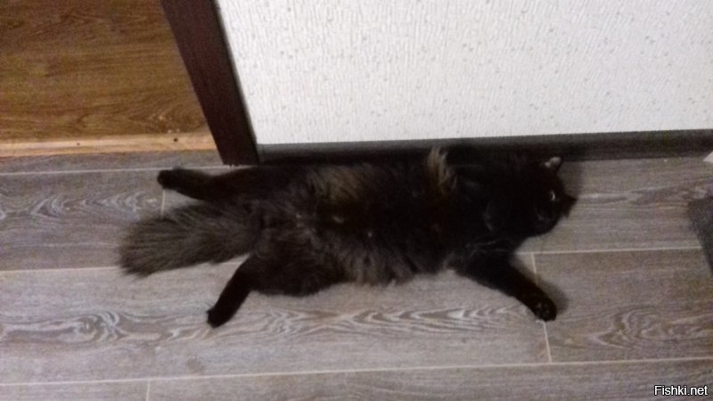 Наше Чучело-Мяучело. До и после. Самый охреневший кот в мире. Кличут Бегемот.
