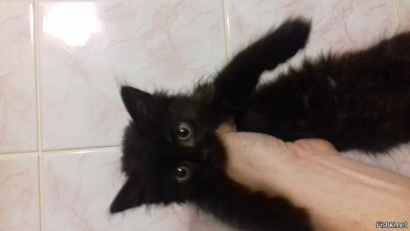 Наше Чучело-Мяучело. До и после. Самый охреневший кот в мире. Кличут Бегемот.