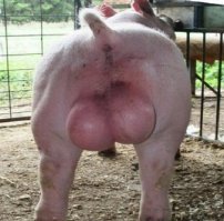 ага, типа такой