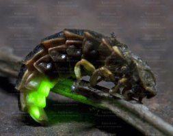 И это ещё скульптор не видел настоящего светлячка!