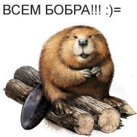 10 фактов о бобрах