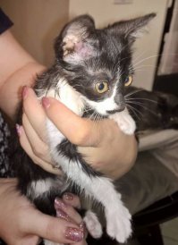 Наш младшенький подобрыш - Юта. Болела в детстве, уже полтора года коте, а она по-прежнему мелкая.