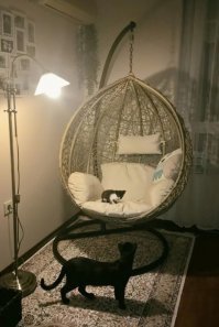 Наш младшенький подобрыш - Юта. Болела в детстве, уже полтора года коте, а она по-прежнему мелкая.