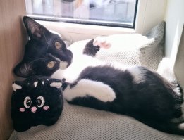 Наш младшенький подобрыш - Юта. Болела в детстве, уже полтора года коте, а она по-прежнему мелкая.