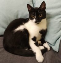 Наш младшенький подобрыш - Юта. Болела в детстве, уже полтора года коте, а она по-прежнему мелкая.