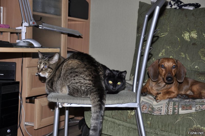 Все мои кошки и коты (кроме последней) принесены с улицы, из подвалов, с автобусных остановок. Не такие запущенные, как на фото, но тоже (скажем так) не толстые. И блохастые.