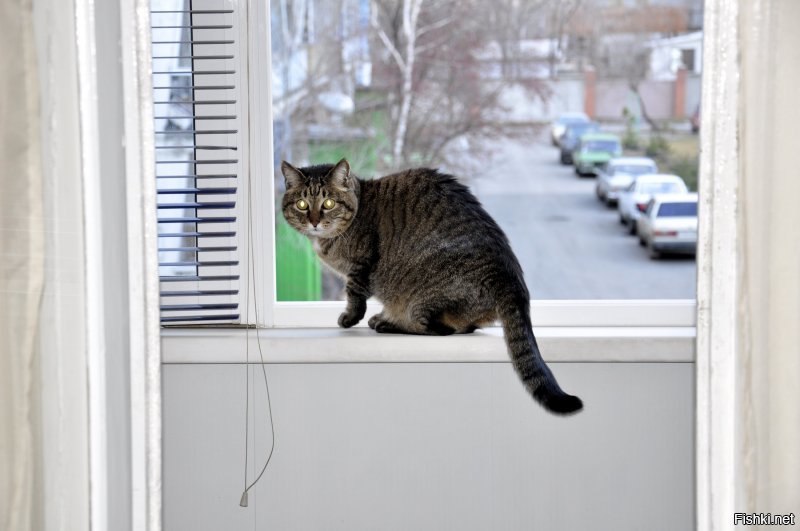 Все мои кошки и коты (кроме последней) принесены с улицы, из подвалов, с автобусных остановок. Не такие запущенные, как на фото, но тоже (скажем так) не толстые. И блохастые.