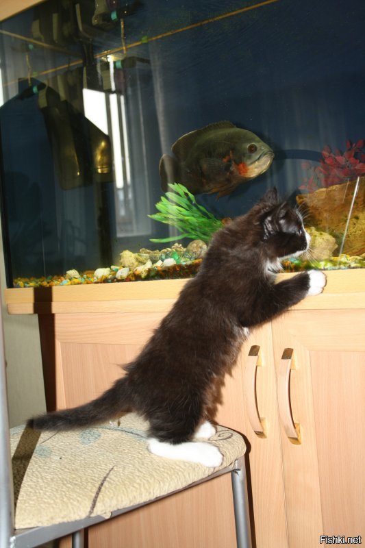 Все мои кошки и коты (кроме последней) принесены с улицы, из подвалов, с автобусных остановок. Не такие запущенные, как на фото, но тоже (скажем так) не толстые. И блохастые.