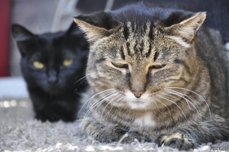 Все мои кошки и коты (кроме последней) принесены с улицы, из подвалов, с автобусных остановок. Не такие запущенные, как на фото, но тоже (скажем так) не толстые. И блохастые.