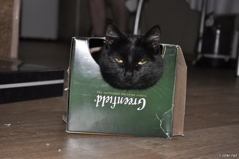 Все мои кошки и коты (кроме последней) принесены с улицы, из подвалов, с автобусных остановок. Не такие запущенные, как на фото, но тоже (скажем так) не толстые. И блохастые.