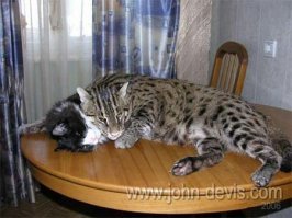 Никакой он не дикий! Просто кушает хорошо.